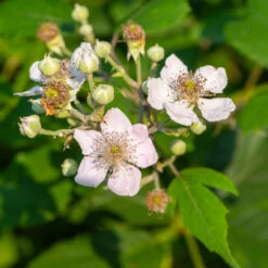 Navaho Blackberry 8 Navaho Blackberry -Fast Growing Trees Shop Navaho Blackberry 1