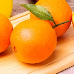 Navel Orange Tree - USDA Organic -Fast Growing Trees Shop Navel Orange 2 FGT 14629529 59ec 469f 9eb9 2f95d6d1513b