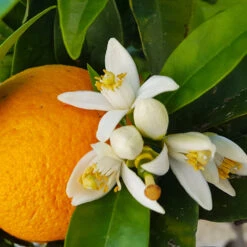 Navel Orange Tree - USDA Organic -Fast Growing Trees Shop Navel Orange 4 8a86aad7 97b4 4006 b1b3 5eec7b5da47f