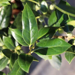 Needlepoint Holly 7 Needlepoint Holly -Fast Growing Trees Shop Needlepoint Holly 3