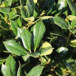 Needlepoint Holly 8 Needlepoint Holly -Fast Growing Trees Shop Needlepoint Holly 4