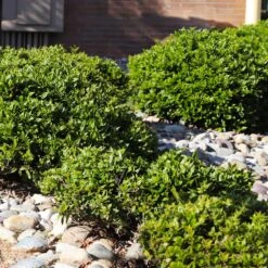 Needlepoint Holly 9 Needlepoint Holly -Fast Growing Trees Shop Needlepoint Holly 5