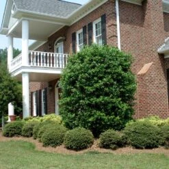 Nellie Stevens Holly -Fast Growing Trees Shop Nellie Stevens Holly 4 FGT