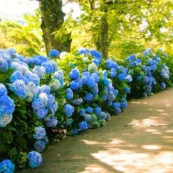 Nikko Blue Hydrangea -Fast Growing Trees Shop Nikko Blue Hydrangea 1 FGT