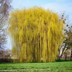 Niobe Golden Weeping Willow -Fast Growing Trees Shop Niobe weeping willow 1