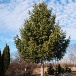Norway Spruce Tree 7 Norway Spruce Tree -Fast Growing Trees Shop Norway Spruce 2 FGT