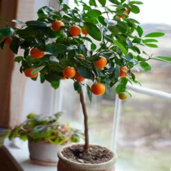 Nules Clementine Tree 6 Nules Clementine Tree -Fast Growing Trees Shop Nules Clementine 2 FGT c092ce2d a906 45fb 86fe 704ce2a65d74