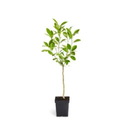 Calamondin Tree 11 Calamondin Tree -Fast Growing Trees Shop ORG CAL 12 1QT