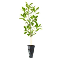 Calamondin Tree 10 Calamondin Tree -Fast Growing Trees Shop ORG CAL 23 C