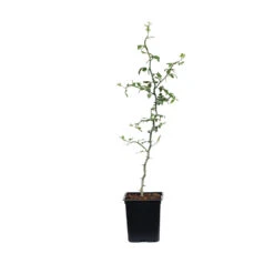 Hardy Orange Tree 'Flying Dragon' -Fast Growing Trees Shop ORG JHO 12 1QT