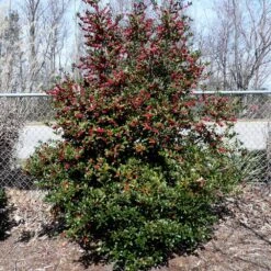 Oak Leaf™ Holly Tree 7 Oak Leaf™ Holly Tree -Fast Growing Trees Shop Oak Leaf Holly 4