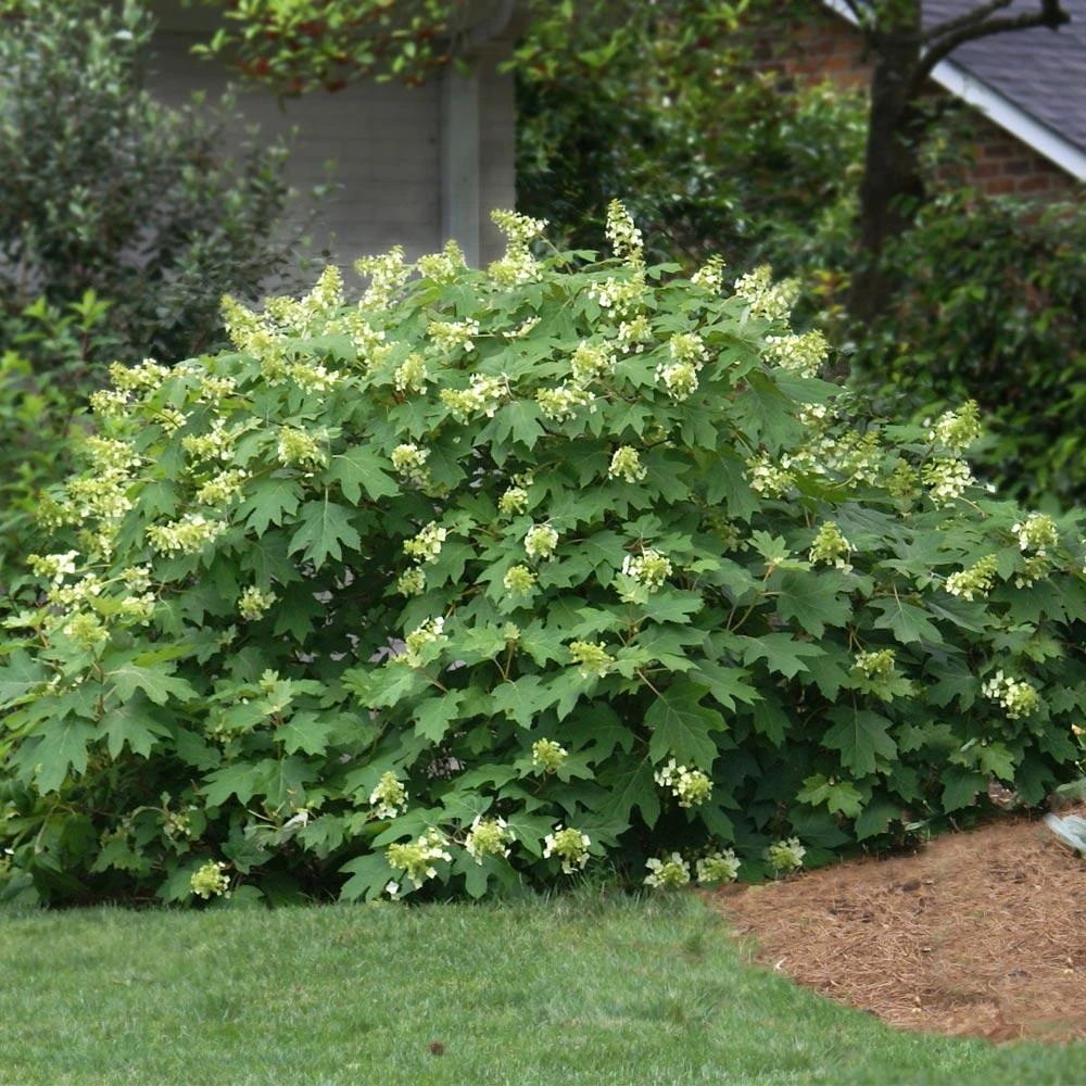Oakleaf Hydrangea Shrub 2 Oakleaf Hydrangea Shrub - Image 2
