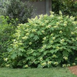 Oakleaf Hydrangea Shrub