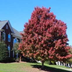 October Glory Red Maple Tree -Fast Growing Trees Shop October Glory Maple 4