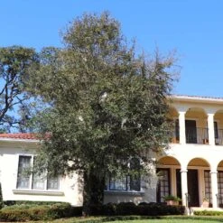 Oliana Olive Tree 5 Oliana Olive Tree -Fast Growing Trees Shop Oliana Olive 2