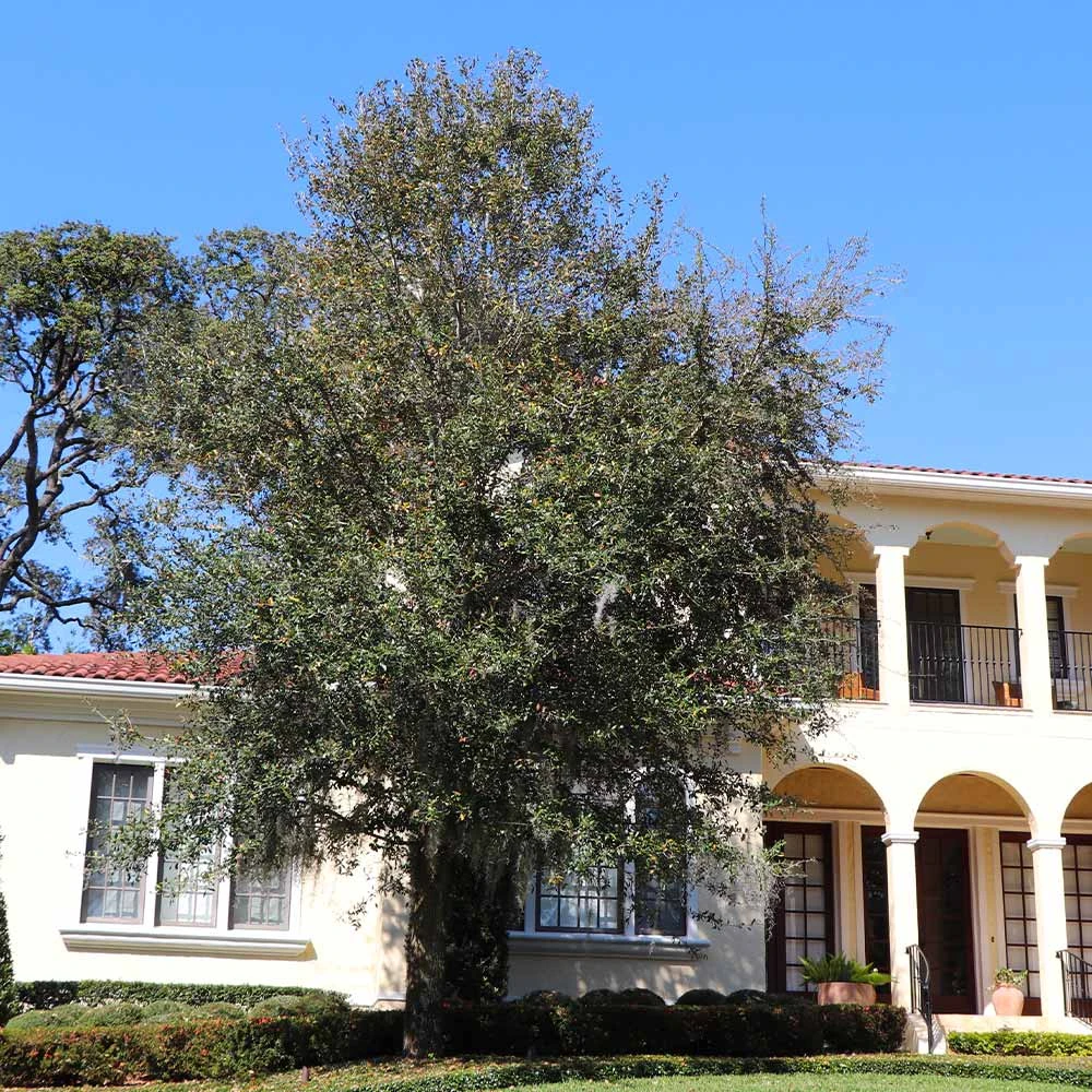 Oliana Olive Tree 3 Oliana Olive Tree - Image 3