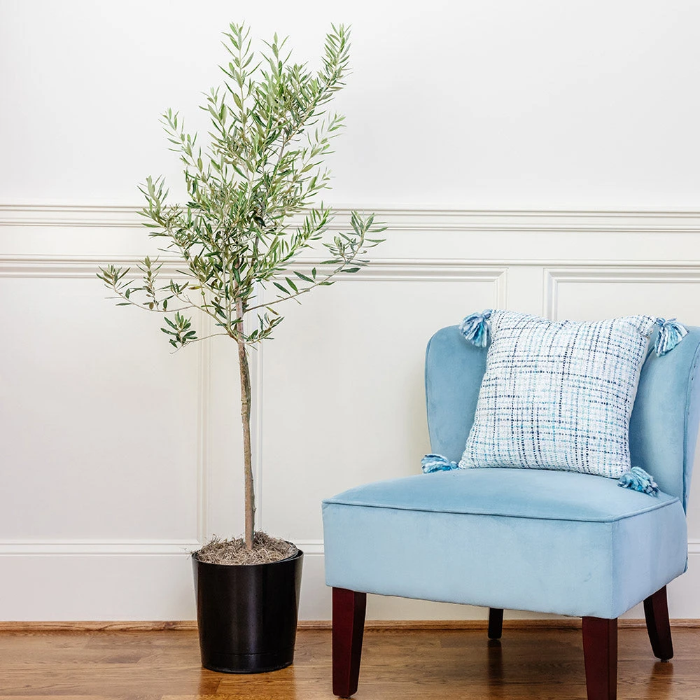 Oliana Olive Tree 2 Oliana Olive Tree - Image 2