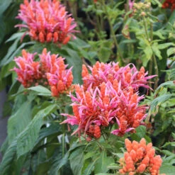 Orange Shrimp Plant -Fast Growing Trees Shop Orange Shrim plant 2 BB