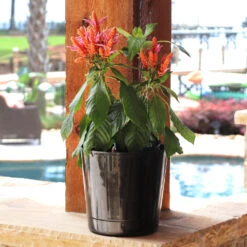 Orange Shrimp Plant -Fast Growing Trees Shop Orange Shrim plant 3