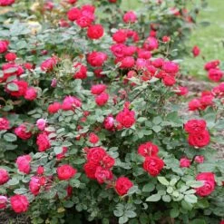 Oso Easy® Double Red Rose -Fast Growing Trees Shop Oso Double Red Rose 1
