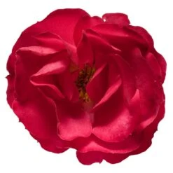 Oso Easy® Double Red Rose -Fast Growing Trees Shop Oso Double Red Rose 3
