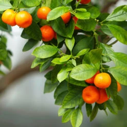 Owari Satsuma Mandarin Tree 7 Owari Satsuma Mandarin Tree -Fast Growing Trees Shop Owari Satsuma Mandarin 3