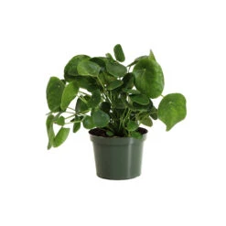 Pilea Peperomioides (Pancake Plant) -Fast Growing Trees Shop PIL PEP6 standard pot