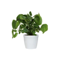 Pilea Peperomioides (Pancake Plant) -Fast Growing Trees Shop PIL PEP6 white delilah