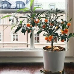 Page Mandarin Tree -Fast Growing Trees Shop Page Mandarin Tree 1 FGT