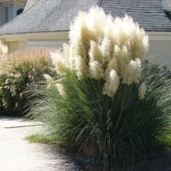 Pampas Grass -Fast Growing Trees Shop Pampas Grass 4 FGT