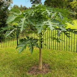 Papaya Tree -Fast Growing Trees Shop Papaya 10