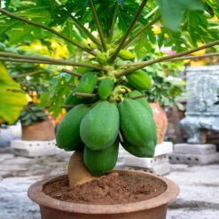 Papaya Tree -Fast Growing Trees Shop Papaya 7