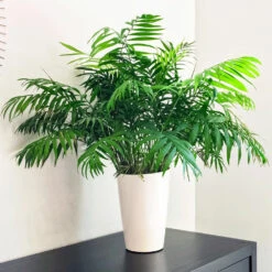 Air-Purifying House Plant Kit 10 Air-Purifying House Plant Kit -Fast Growing Trees Shop Parlor Palm 1 FGT 9892e9fa 6353 4f8b 9408 ebc964ef0bf6