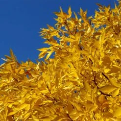 Patmore Green Ash Tree 9 Patmore Green Ash Tree -Fast Growing Trees Shop Patmore Green Ash 2