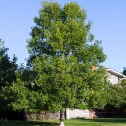 Patmore Green Ash Tree 7 Patmore Green Ash Tree -Fast Growing Trees Shop Patmore Green Ash 4