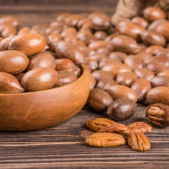 Pawnee Pecan Tree -Fast Growing Trees Shop Pawnee Pecan 4 FGT