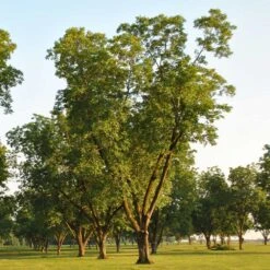 Pawnee Pecan Tree -Fast Growing Trees Shop Pawnee Pecan 5 FGT