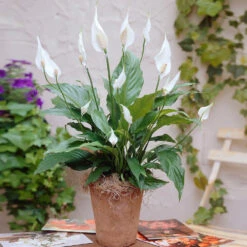 New Apartment House Plant Kit -Fast Growing Trees Shop Peace Lily 3 98e084f7 4479 41ec 9230 4271b765469e
