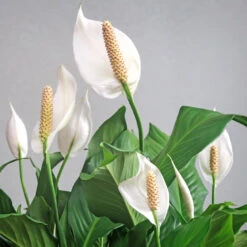 Peace Lily Plant -Fast Growing Trees Shop Peace Lily 6