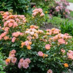 Peach Drift® Rose -Fast Growing Trees Shop Peach Drift Rose 2 FGT