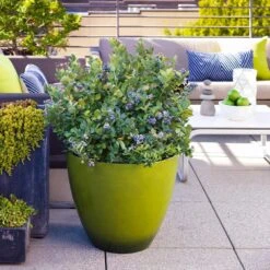Bushel And Berry® Peach Sorbet™ Blueberry Bush -Fast Growing Trees Shop Peach Sorbet BLueberry 2 FGT