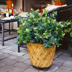 Bushel And Berry® Peach Sorbet™ Blueberry Bush -Fast Growing Trees Shop Peach Sorbet BLueberry 3 BB