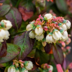 Bushel And Berry® Peach Sorbet™ Blueberry Bush -Fast Growing Trees Shop Peach Sorbet BLueberry 5