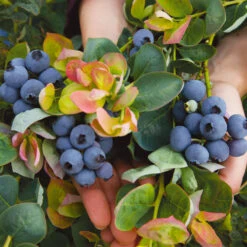 Bushel And Berry® Peach Sorbet™ Blueberry Bush -Fast Growing Trees Shop Peach Sorbet BLueberry 7