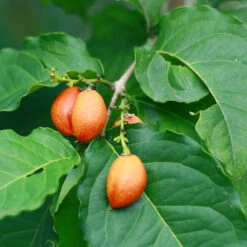 Peanut Butter Fruit Tree -Fast Growing Trees Shop Peanut Butter Tree 1 FGT
