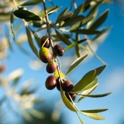 Pendolino Olive Tree -Fast Growing Trees Shop Pendolino Olive