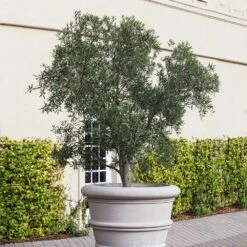 Pendolino Olive Tree -Fast Growing Trees Shop Pendolino Olive FGT 2