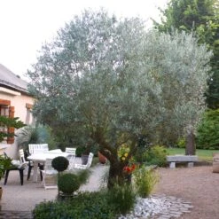 Pendolino Olive Tree -Fast Growing Trees Shop Pendolino Olive FGT 3