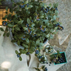 Bushel And Berry® Perpetua Blueberry 9 Bushel And Berry® Perpetua Blueberry -Fast Growing Trees Shop Perpetua Blueberry 1 FGT