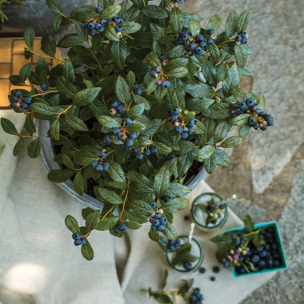 Bushel And Berry® Perpetua Blueberry 4 Bushel And Berry® Perpetua Blueberry - Image 4